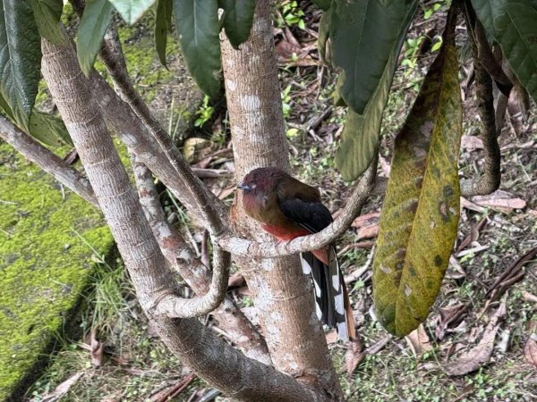 富豪优配 广东东源康禾省级自然保护区惊现红头咬鹃